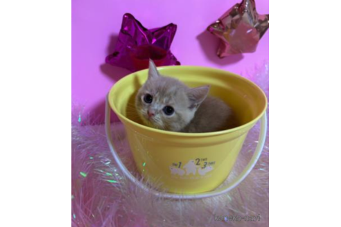 成約済の大阪府のスコティッシュフォールド-68355の3枚目